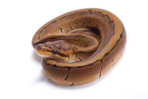 Pinstripe Ball Python Print, a Popular Pet Snake Species