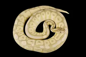 Ball Python Print - Colorful Pet Snake