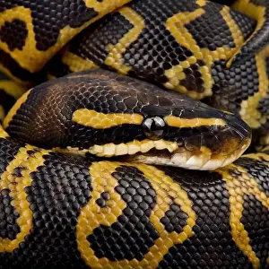 Ball Python Print: Colorful Varieties of the Popular Pet Snake