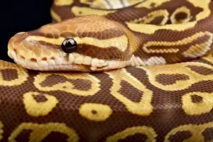 Ball Python Print: Colorful Breeding Varieties