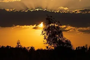 Beautiful Sunset Print with Tree and Clouds