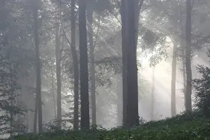 Flemish Ardennes Beech Forest Print in Mist
