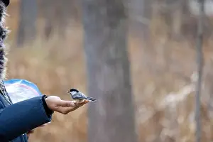 Black Capped Chickadee Print