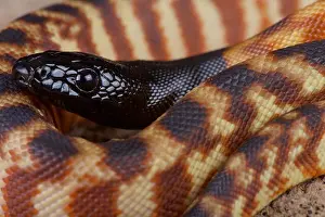 Framed Print : Black-headed Python Print - Large Desert Dwelling Snake Framed Print : Black-headed Python Print - Large Desert Dwelling Snake