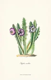 Vintage Botanical Print of Blooming Stapelia Circa 1790