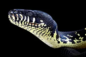 Boelens Python Print - Papua New Guinea Highlands