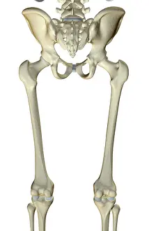 Posterior View of Lower Limb Bones Print