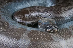 Borneo Python Print