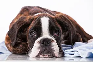 Boxer Dog Print