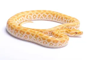 Burmese Python Print