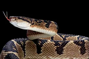The Largest Viper Species: Bushmaster (Lachesis muta) Print