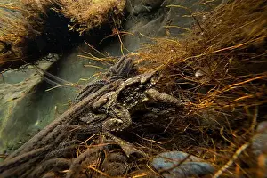 Bufo bufo Print: Common Toad in Reproductive Embrace