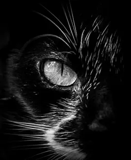 Cats Eye Print