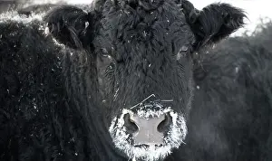 Cattle Winter Landscape Print