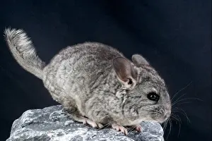 Chinchilla Print: Rare and Endangered Species