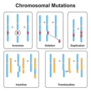 Chromosomal Mutation Types Print