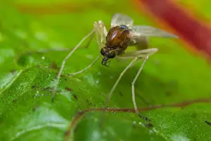 Close-up Macro Print of a Small Sand Fly Gnat on Green Leaf