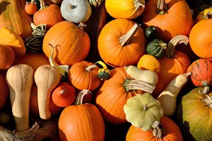 Collection of Assorted Pumpkins Print