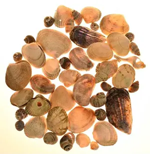 Seashell Print Collection