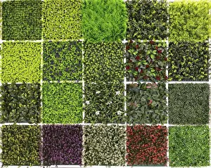 Fake Vegetation Print - 20 Different Samples