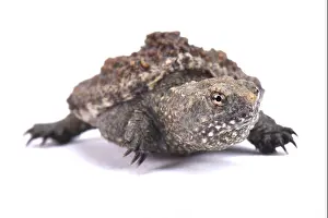 Common Snapping Turtle Print