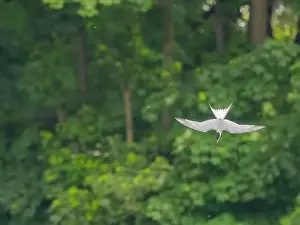 Common Tern in Flight Print