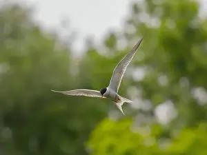Common Tern in Flight Print