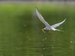Common tern in flight catching a fish print