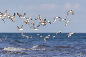 Common Tern Print in Summer