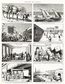 Cotton Print in Egypt