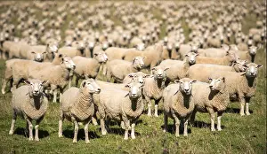 Counting Curious Sheep Print