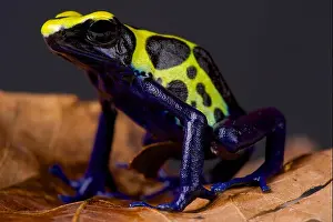 Framed Print : Dyeing Dart Frog Print