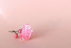 Delicate Rose Print - Minimalist Beauty