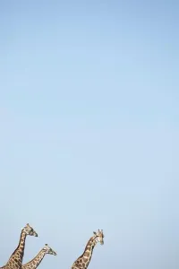 Giraffe Family Print in Namibian Desert Landscape
