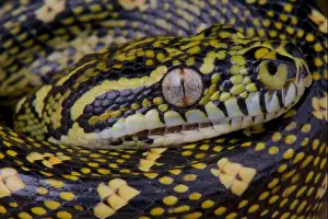 Diamond python Print