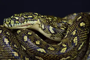 Diamond Python Print