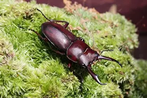 Dorcus rectus Beetle Print from Japan