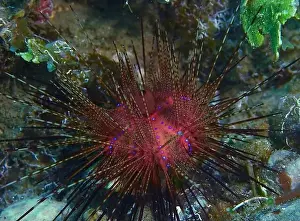 Deep Sea Echinoderms Print, 2025