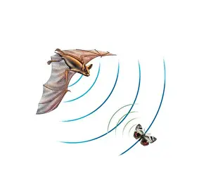 Echolocation in Bats Print