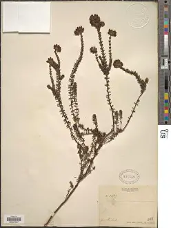 Erica sp Print - Small Plant in White Background