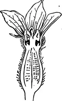 A print of The Essentials of Botany, featuring an illustration