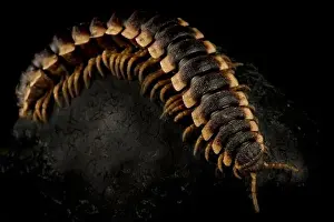 Flat-backed Millipede Print (Polydesmidae sp.)