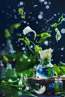 Floating Eustoma Blooms Print in Motion on Dark Background