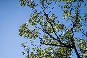 Australia Spring Forest Native Bush Print