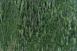 The Forest on the Mountain Print from Alamy