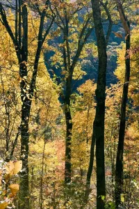 Blue Ridge Parkway Fall Tree Patterns Print