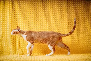 Funny Red Ginger Devon Rex Cat Print on Yellow Plaid Background
