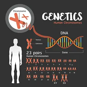 Genetics DNA Structure and Chromosomes Print