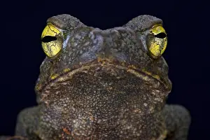 Giant River Toad (Phrynoides aspera) Print