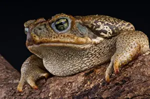 Giant Toad Print